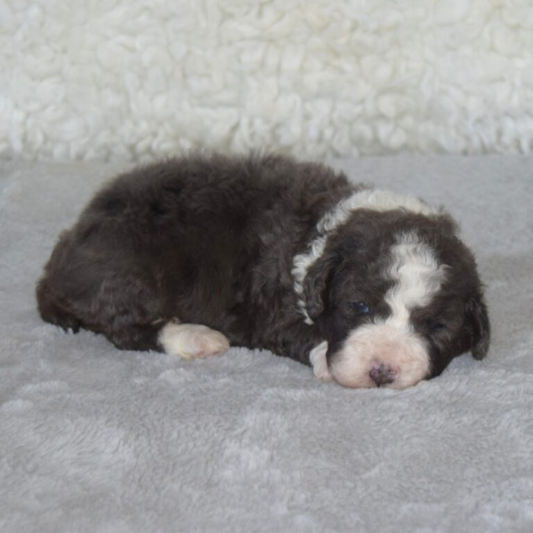 Blue Merle Tri-color F1b Tiny Bernedoodle male puppy. Non-shedding Micro-Mini Bernedoodle puppy