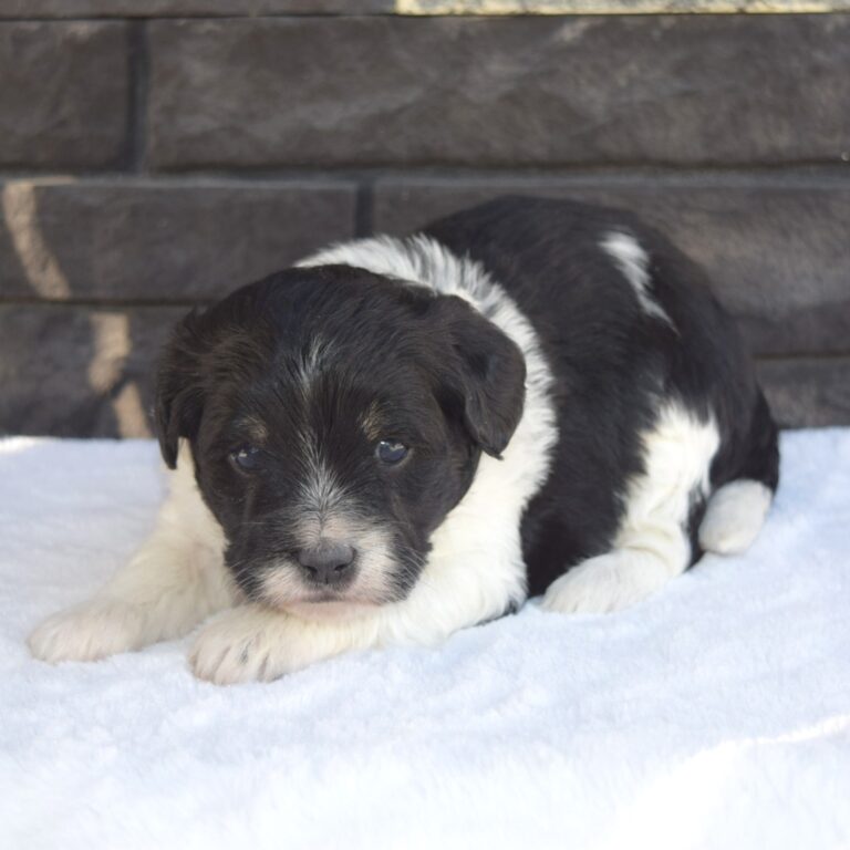 Tillie is a Black and white tri-color F1B Tiny Bernedoodle female puppy. Micro-Mini Bernedoodle