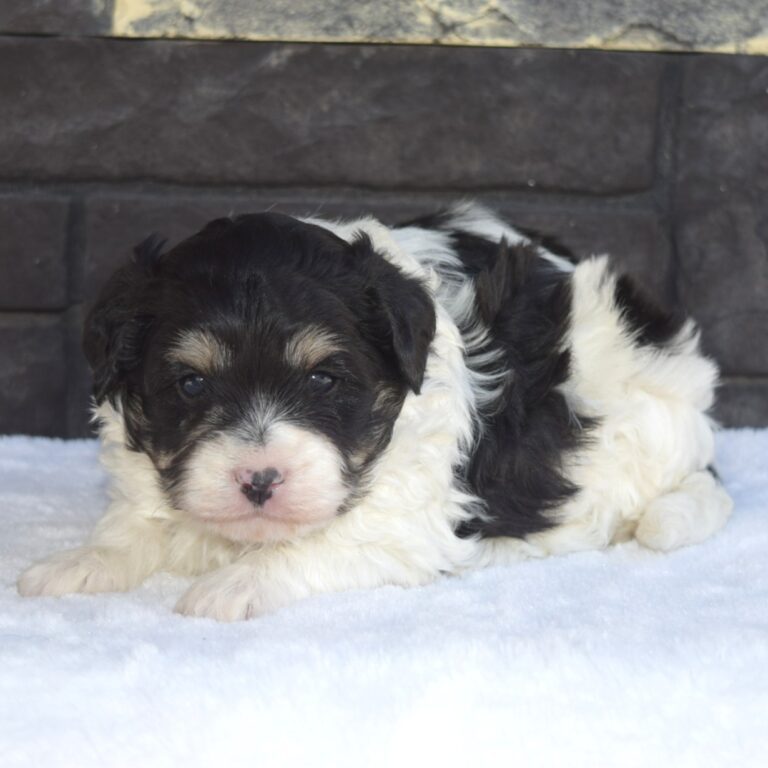Toby is a Black and white tri-color F1B Tiny Bernedoodle male puppy. Micro-Mini Bernedoodle