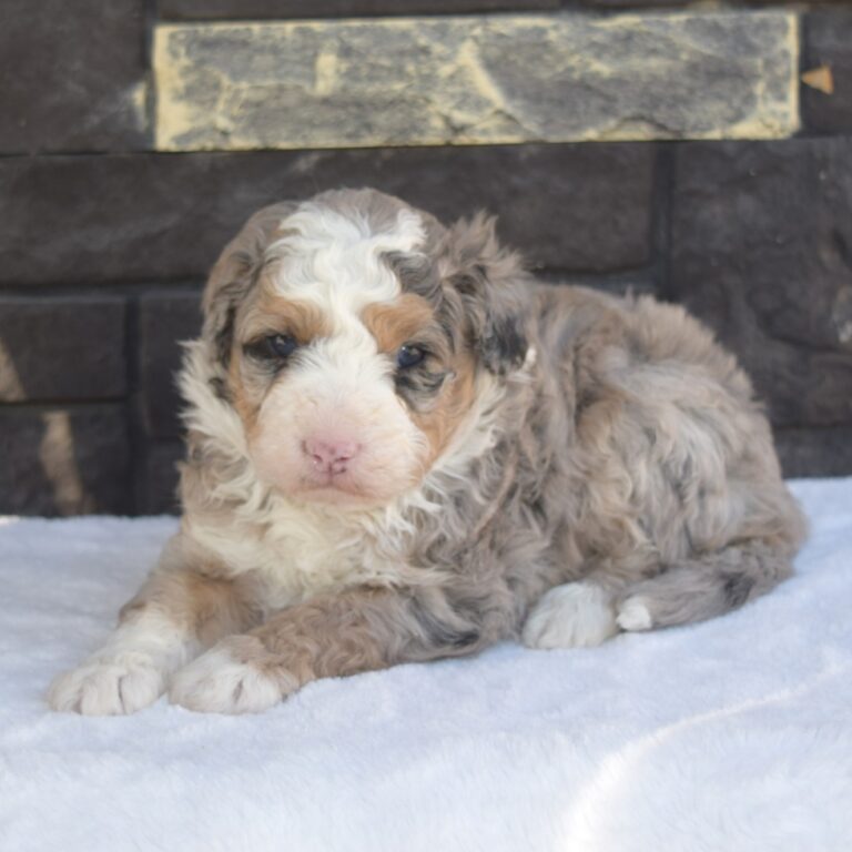 Tucker is a Blue Merle tri-color F1B Tiny Bernedoodle male puppy. Micro-Mini Bernedoodle