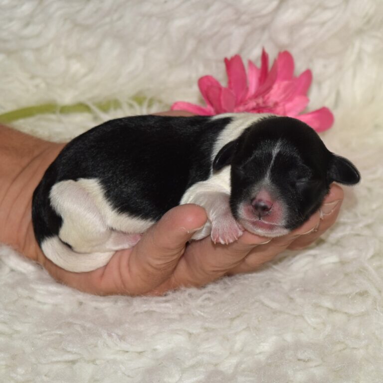 Tillie is an F1b Tiny micro-mini Bernedoodle female black tri-color