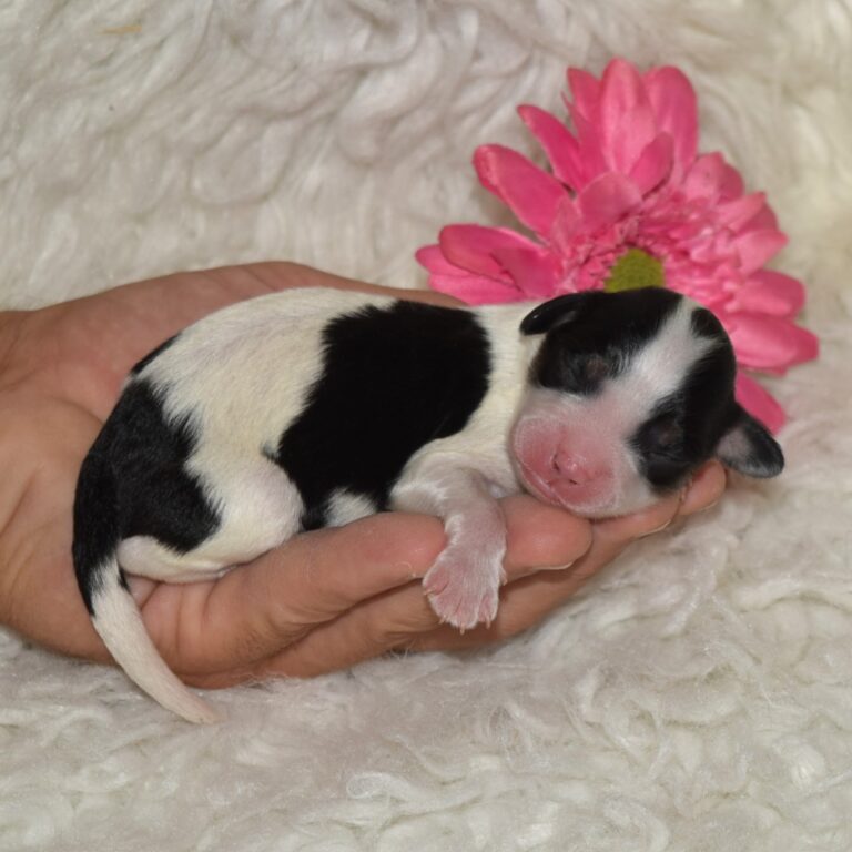 Tina is an F1b Tiny micro-mini Bernedoodle female black tri-color
