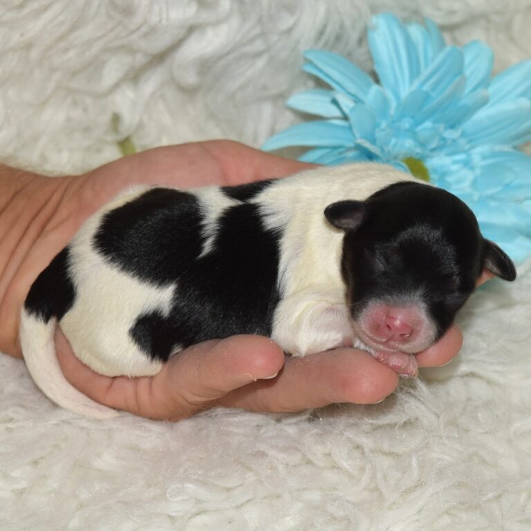 TOBY is an F1b Tiny micro-mini Bernedoodle male black tri-color