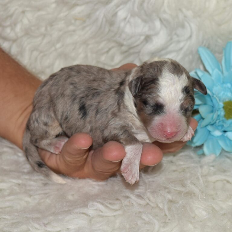 TUCKER is an F1b Tiny micro-mini Bernedoodle male blUE MERLE tri-color