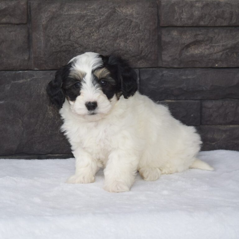 Black tri-color F1 mini Bernedoodle male