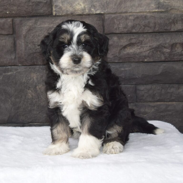 Black tri-color F1 mini Bernedoodle male