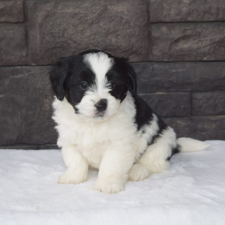 Black and white tri-color F1b Tiny Bernedoodle male
