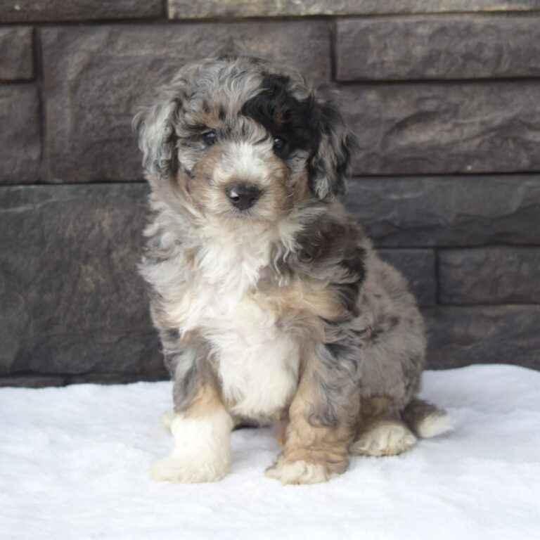 Blue merle tri-color F1b Tiny Bernedoodle male