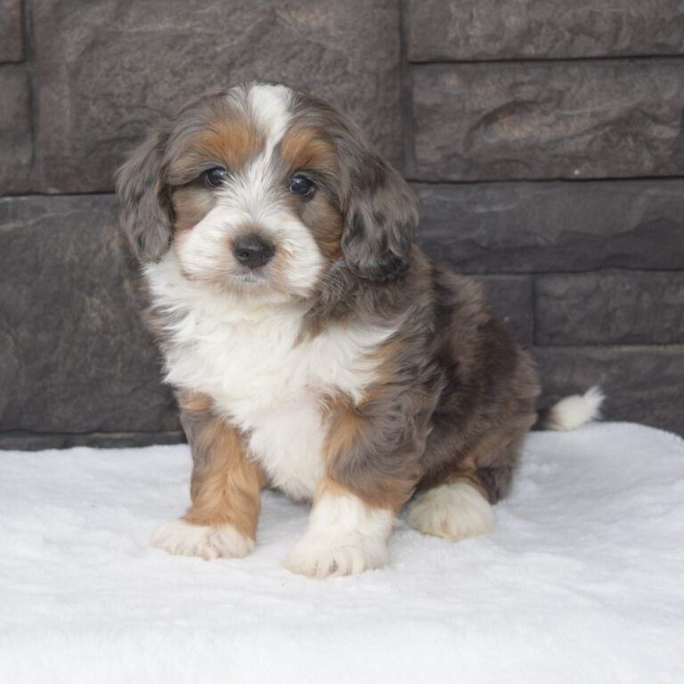 Blue merle tri-color F1b Tiny Bernedoodle male