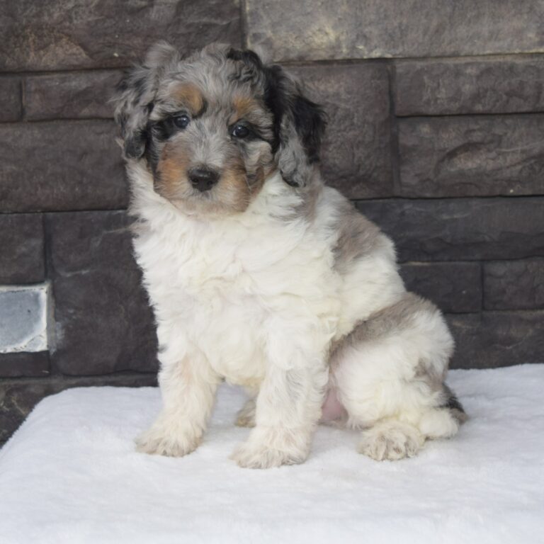 Blue merle tri-color F1b Tiny Bernedoodle male