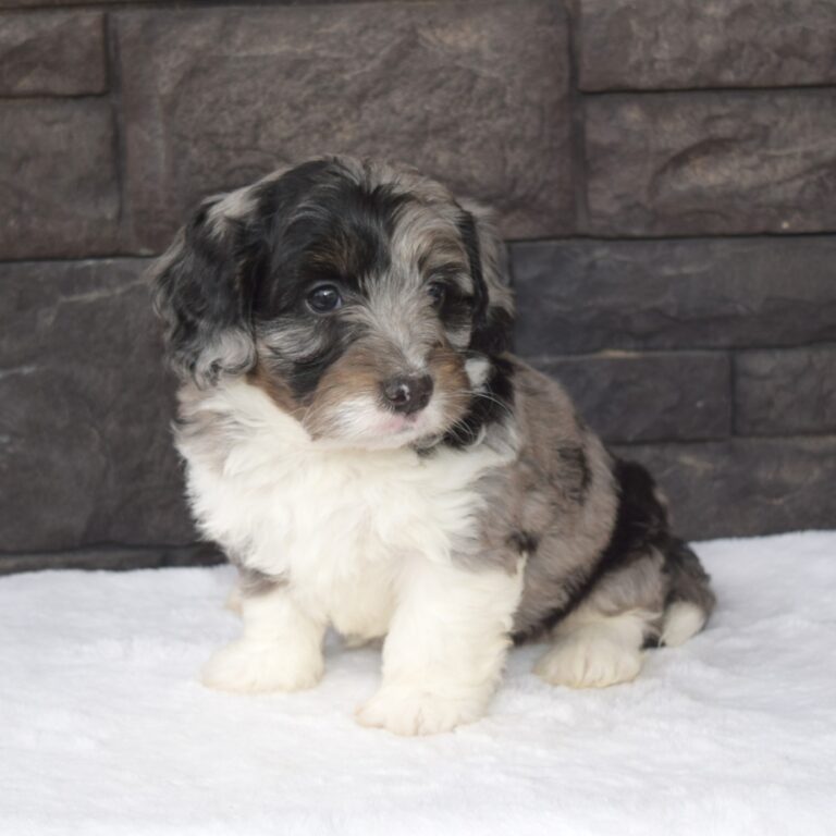 Blue merle tri-color F1b Tiny Bernedoodle male