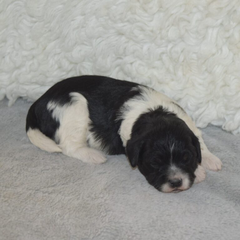 Tillie is an F1b Tiny micro-mini Bernedoodle female black tri-color
