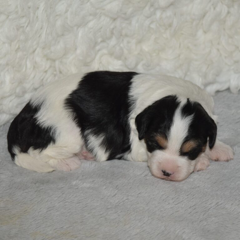 Tina is an F1b Tiny micro-mini Bernedoodle female black tri-color