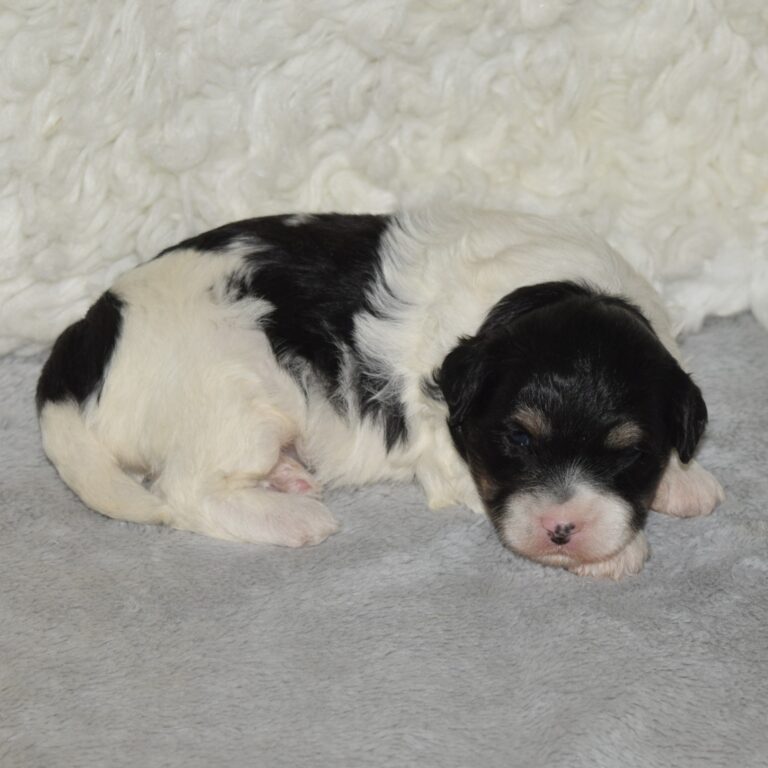 TOBY is an F1b Tiny micro-mini Bernedoodle male black tri-color