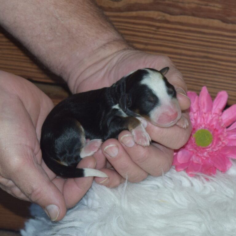 F1 black tri-color mini Bernedoodle female. Health tested, genetic clear, OFA Tested.