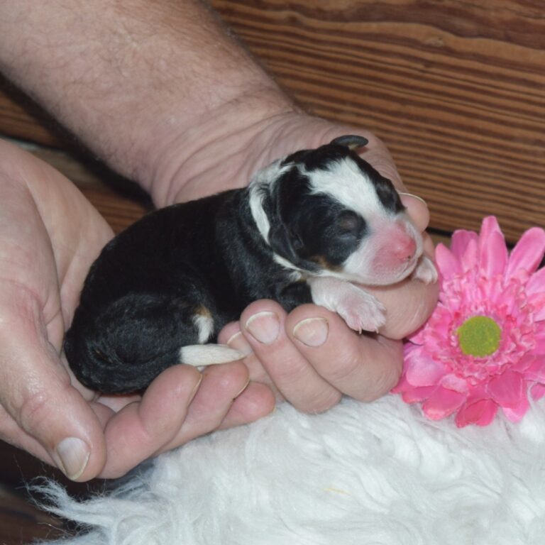 F1 black tri-color mini Bernedoodle female. Health tested, genetic clear, OFA Tested.