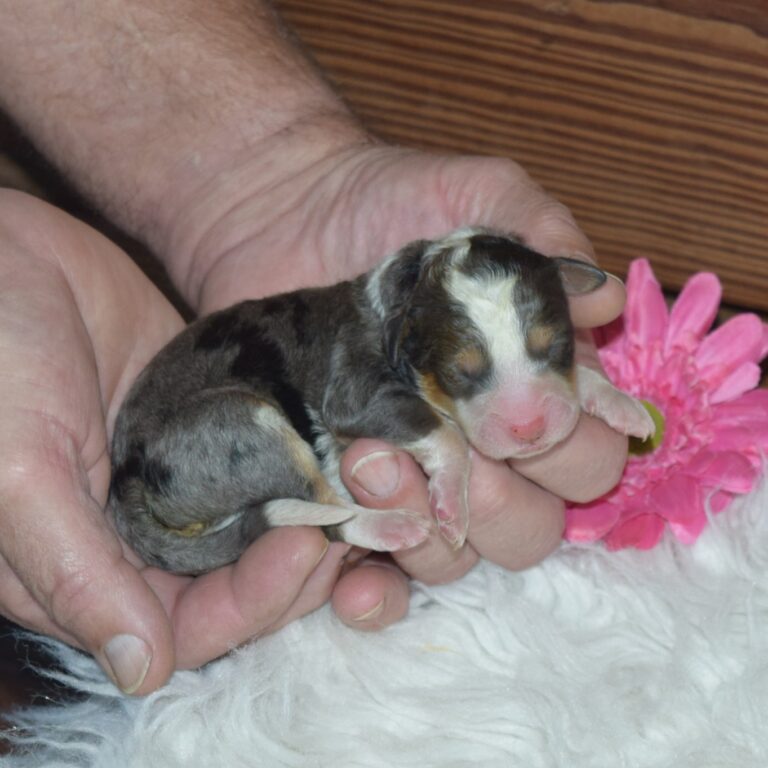 F1 blue merle tri-color mini Bernedoodle female. Health tested, genetic clear, OFA Tested.
