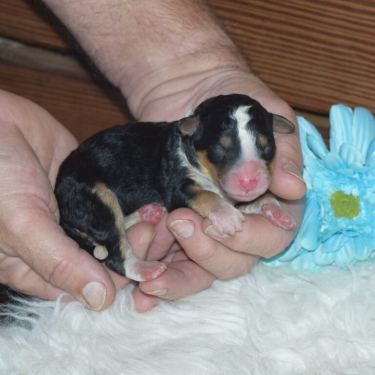 F1 black tri-color mini Bernedoodle male. Health tested, genetic clear, OFA Tested.