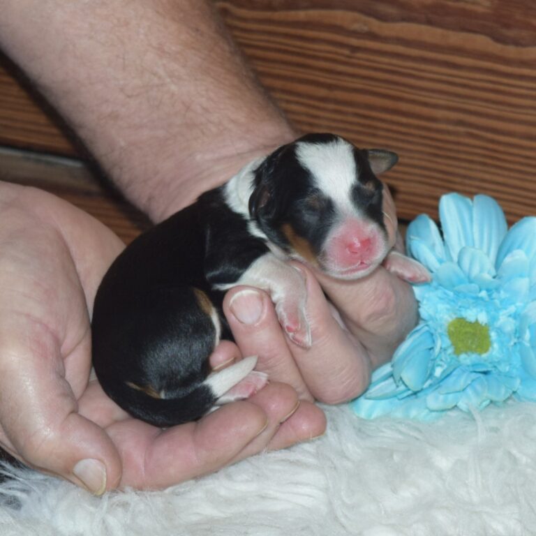 F1 black tri-color mini Bernedoodle male. Health tested, genetic clear, OFA Tested.
