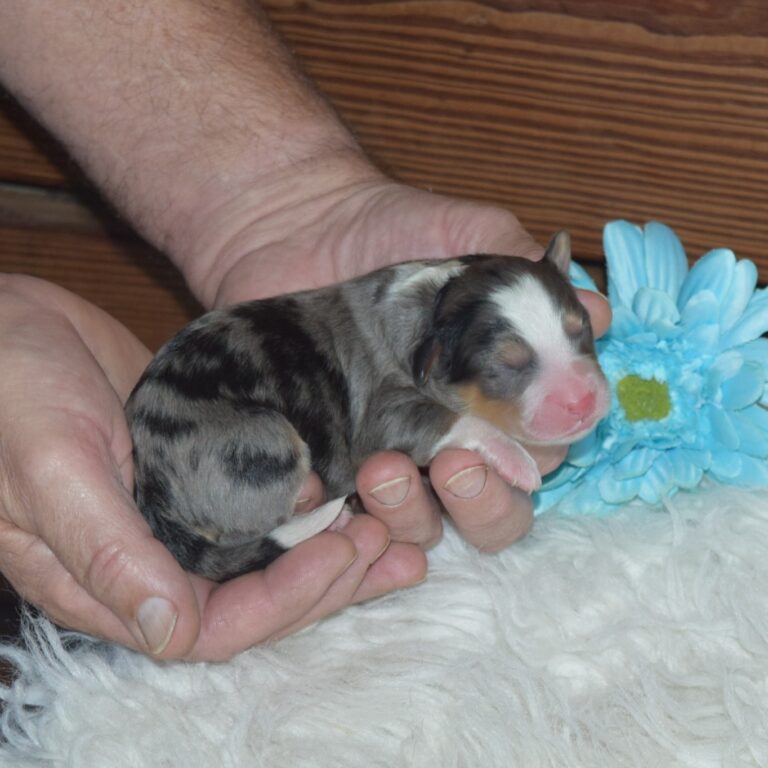 F1 blue merle tri-color mini Bernedoodle male. Health tested, genetic clear, OFA Tested.