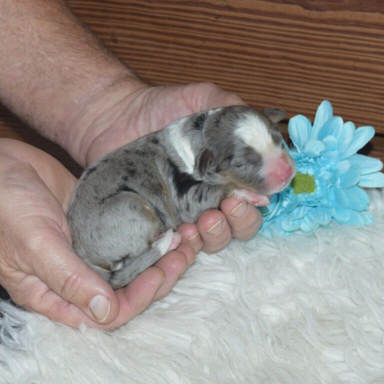 F1 blue merle tri-color mini Bernedoodle male. Health tested, genetic clear, OFA Tested.