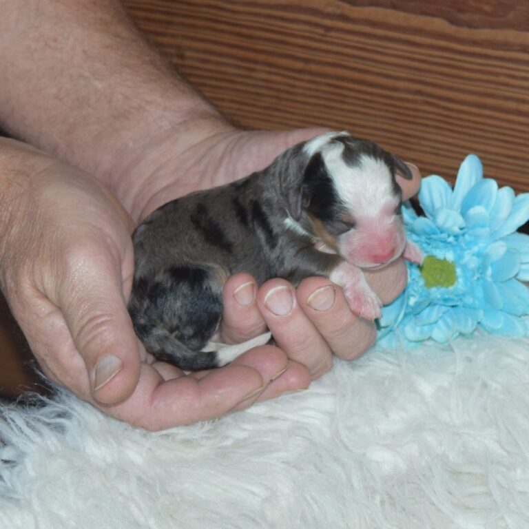 F1 blue merle tri-color mini Bernedoodle male. Health tested, genetic clear, OFA Tested.