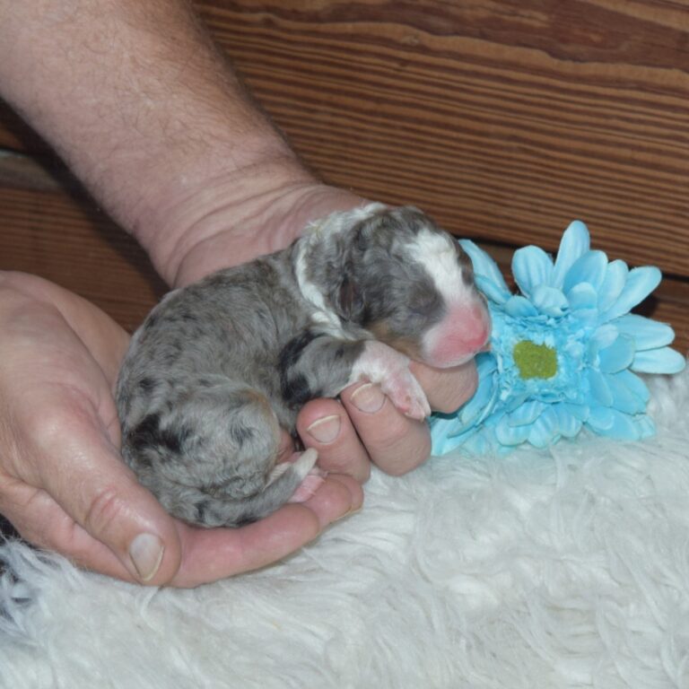 F1 blue merle tri-color mini Bernedoodle male. Health tested, genetic clear, OFA Tested.