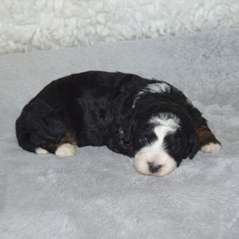 Maple is an F1b Tiny Bernedoodle Black Tri-color female puppy. Non-shedding Micro-Mini Bernedoodle puppy