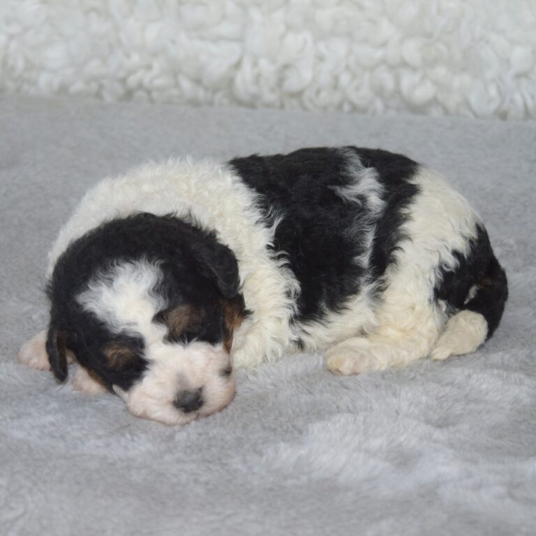 Autumn is an F1b Tiny Bernedoodle Black Tri-color female puppy. Non-shedding Micro-Mini Bernedoodle puppy