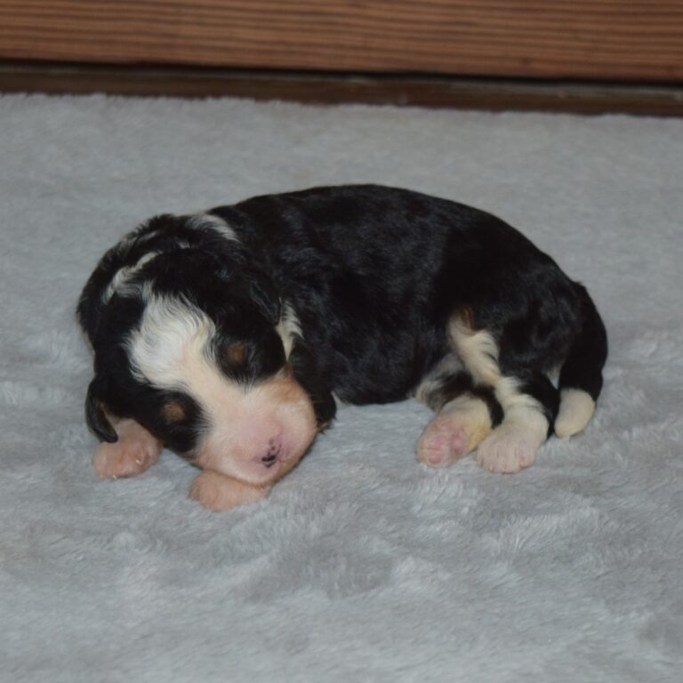 F1 black tri-color mini Bernedoodle female. Health tested, genetic clear, OFA Tested.