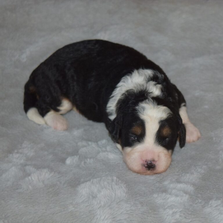 F1 black tri-color mini Bernedoodle female. Health tested, genetic clear, OFA Tested.
