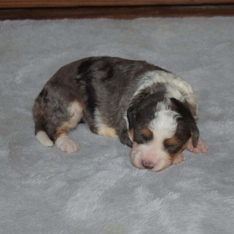 F1 blue merle tri-color mini Bernedoodle female. Health tested, genetic clear, OFA Tested.