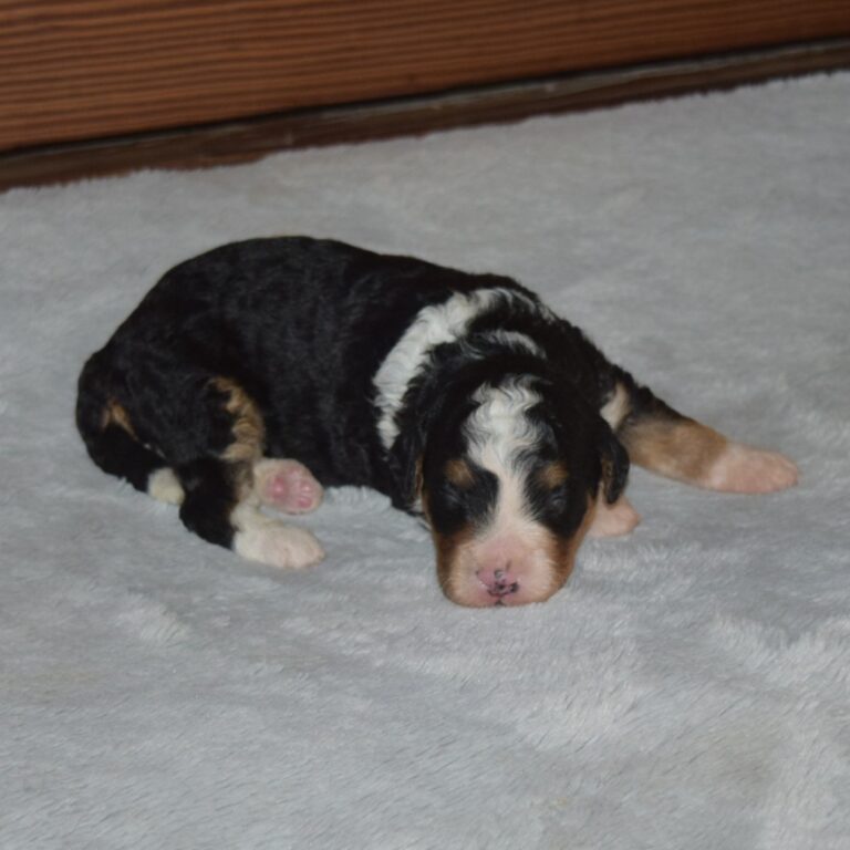 F1 black tri-color mini Bernedoodle male. Health tested, genetic clear, OFA Tested.