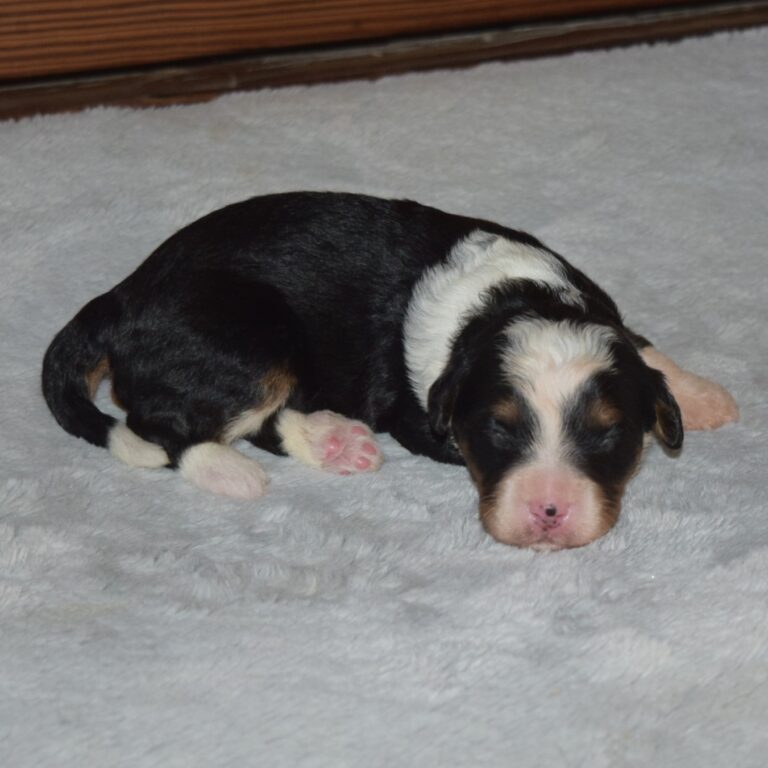 F1 black tri-color mini Bernedoodle male. Health tested, genetic clear, OFA Tested.
