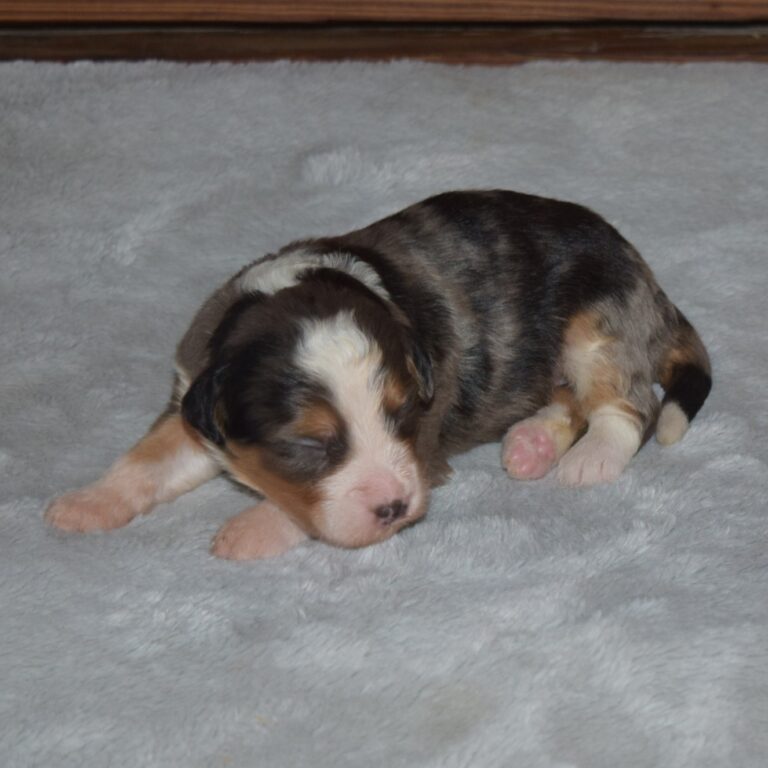 F1 blue merle tri-color mini Bernedoodle female. Health tested, genetic clear, OFA Tested.