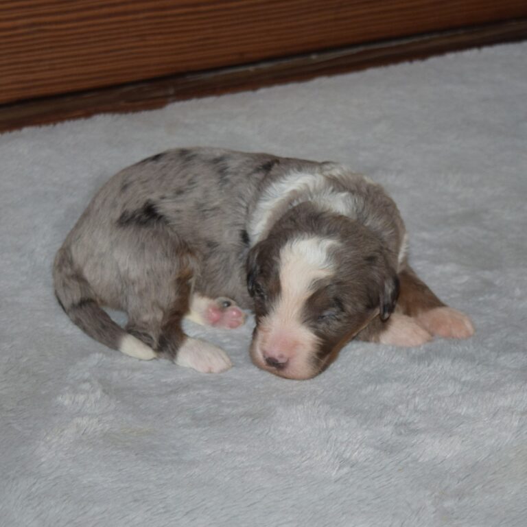 F1 blue merle tri-color mini Bernedoodle male. Health tested, genetic clear, OFA Tested.