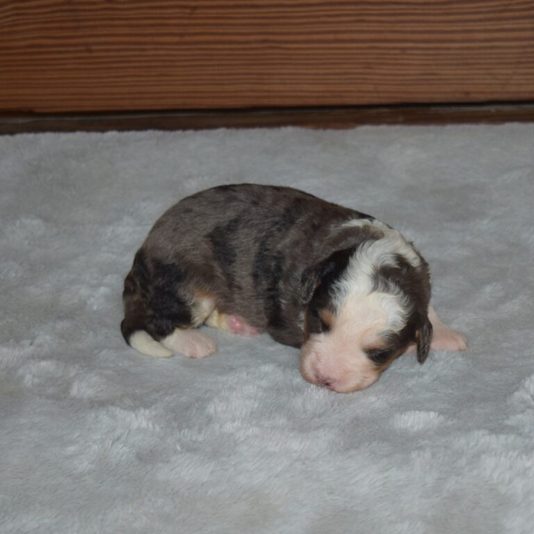 F1 blue merle tri-color mini Bernedoodle male. Health tested, genetic clear, OFA Tested.