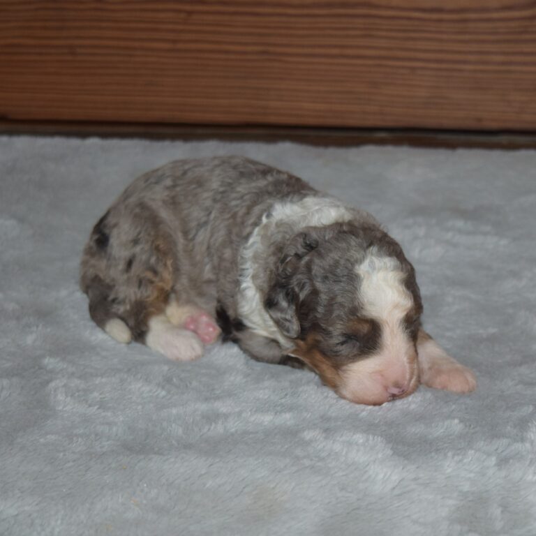 F1 blue merle tri-color mini Bernedoodle male. Health tested, genetic clear, OFA Tested.