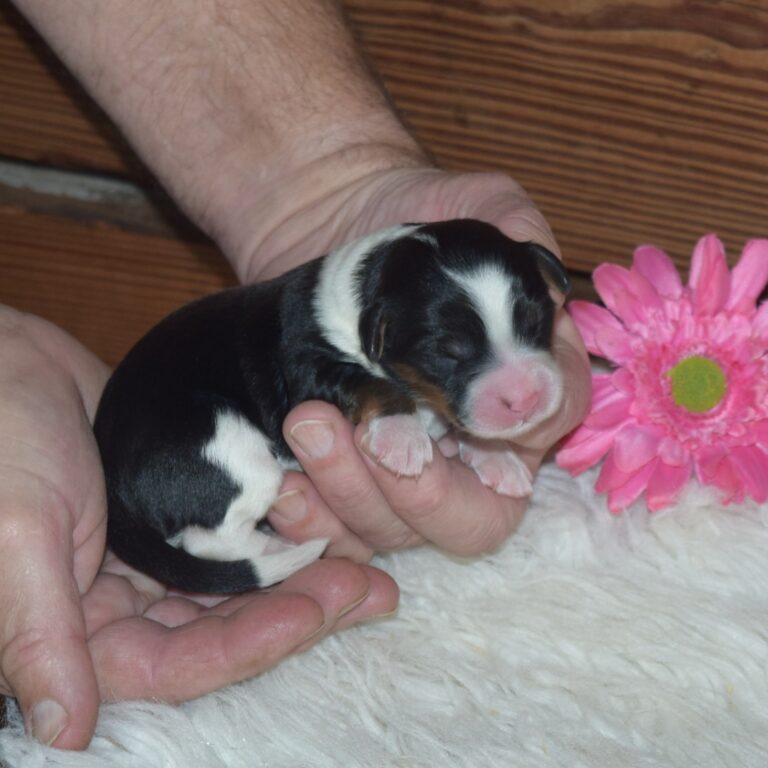 F1 black tri-color mini Bernedoodle female. Health tested, genetic clear, OFA Tested.