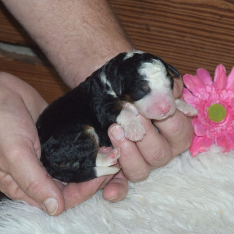 F1 black tri-color mini Bernedoodle female. Health tested, genetic clear, OFA Tested.
