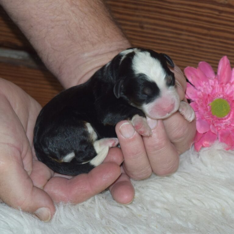 F1 black tri-color mini Bernedoodle female. Health tested, genetic clear, OFA Tested.