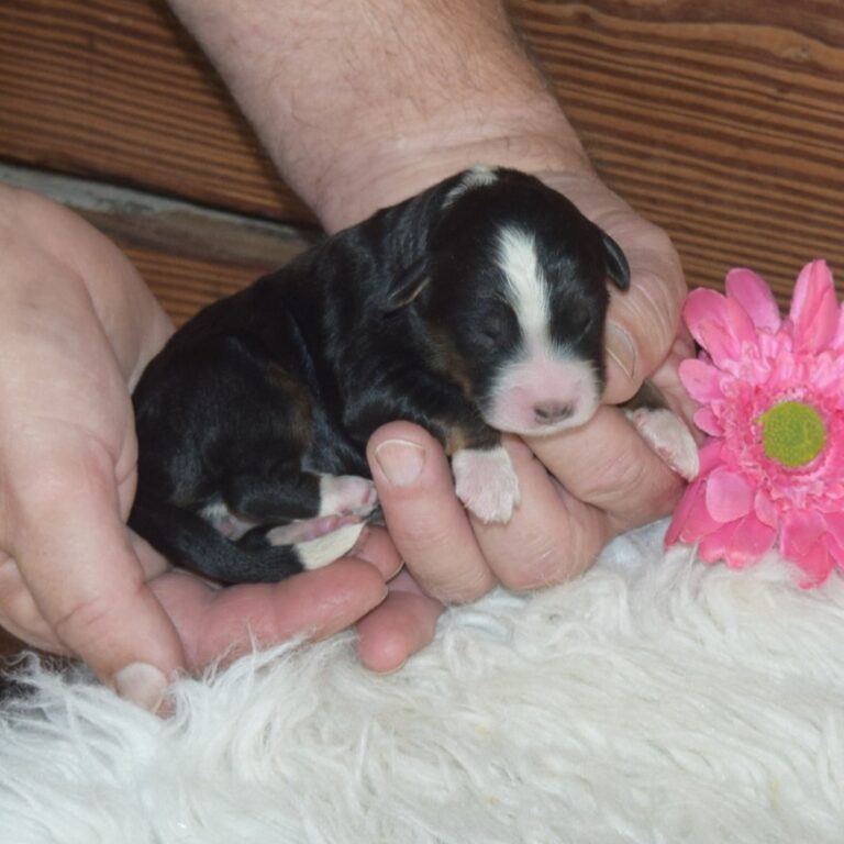 F1 black tri-color mini Bernedoodle female. Health tested, genetic clear, OFA Tested.