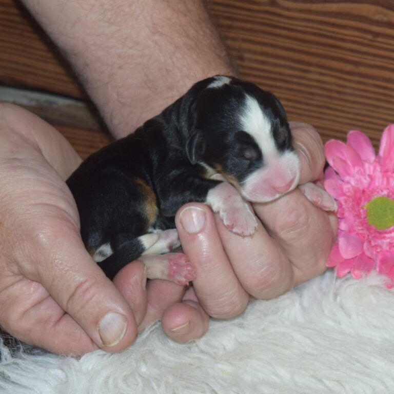 F1 black tri-color mini Bernedoodle female. Health tested, genetic clear, OFA Tested.