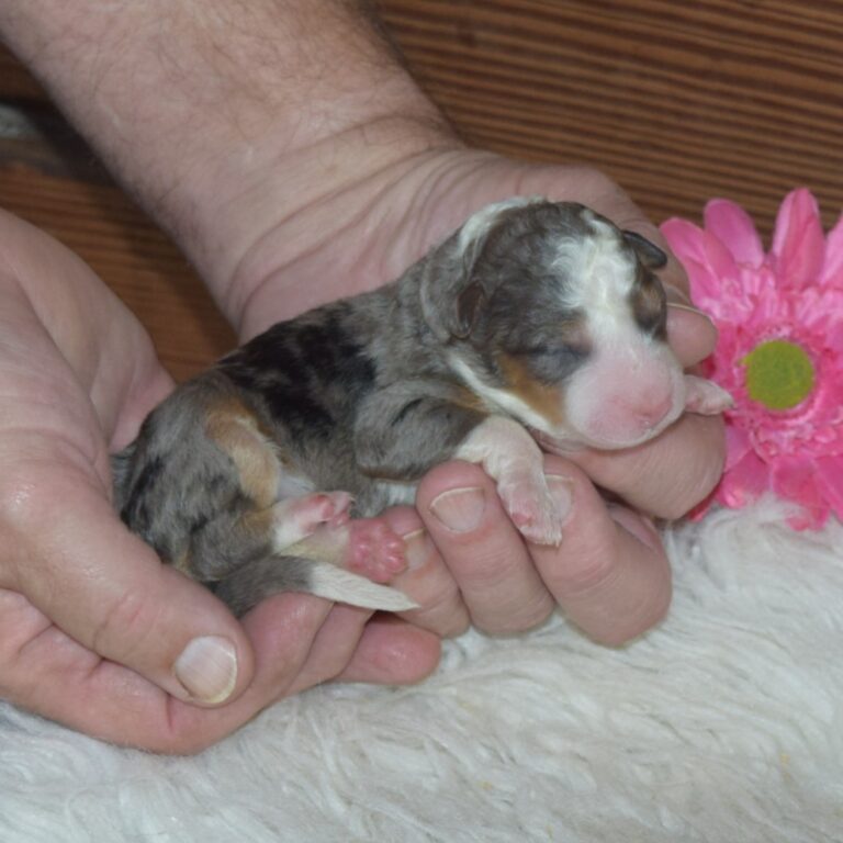 F1 blue merle tri-color mini Bernedoodle female. Health tested, genetic clear, OFA Tested.