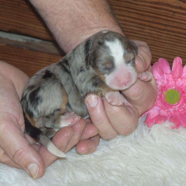 F1 blue merle tri-color mini Bernedoodle female. Health tested, genetic clear, OFA Tested.