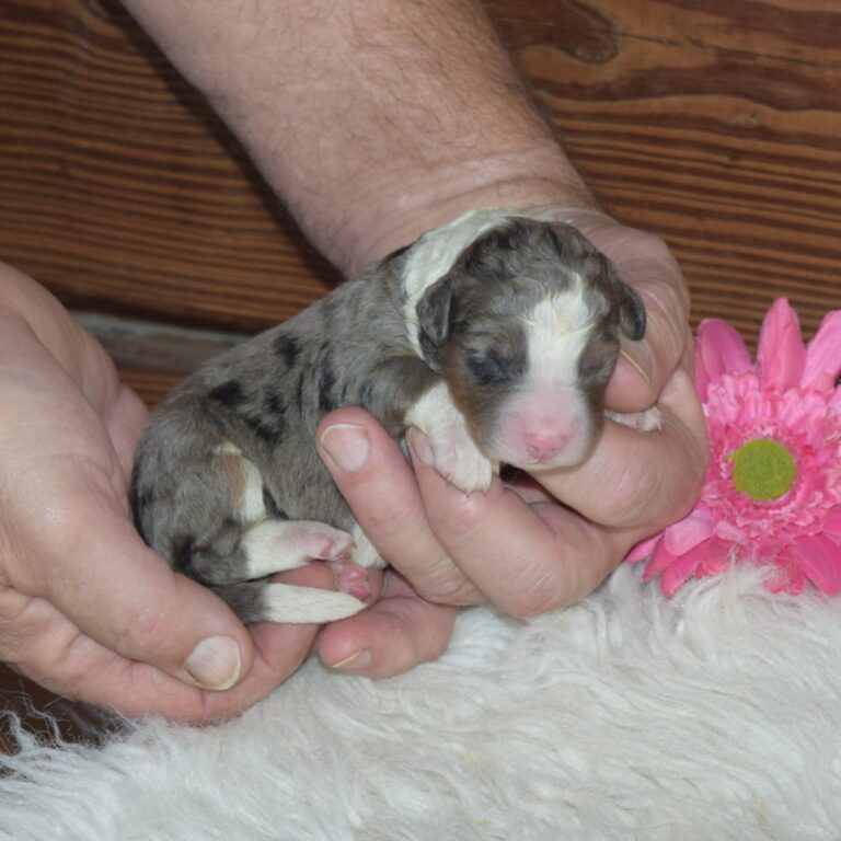 F1 blue merle tri-color mini Bernedoodle female. Health tested, genetic clear, OFA Tested.