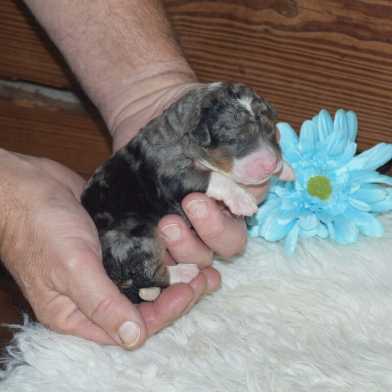 F1 blue merle tri-color mini Bernedoodle male. Health tested, genetic clear, OFA Tested.