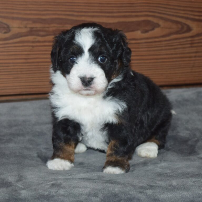 Maple is an F1b Tiny Bernedoodle Black Tri-color female puppy. Non-shedding Micro-Mini Bernedoodle puppy