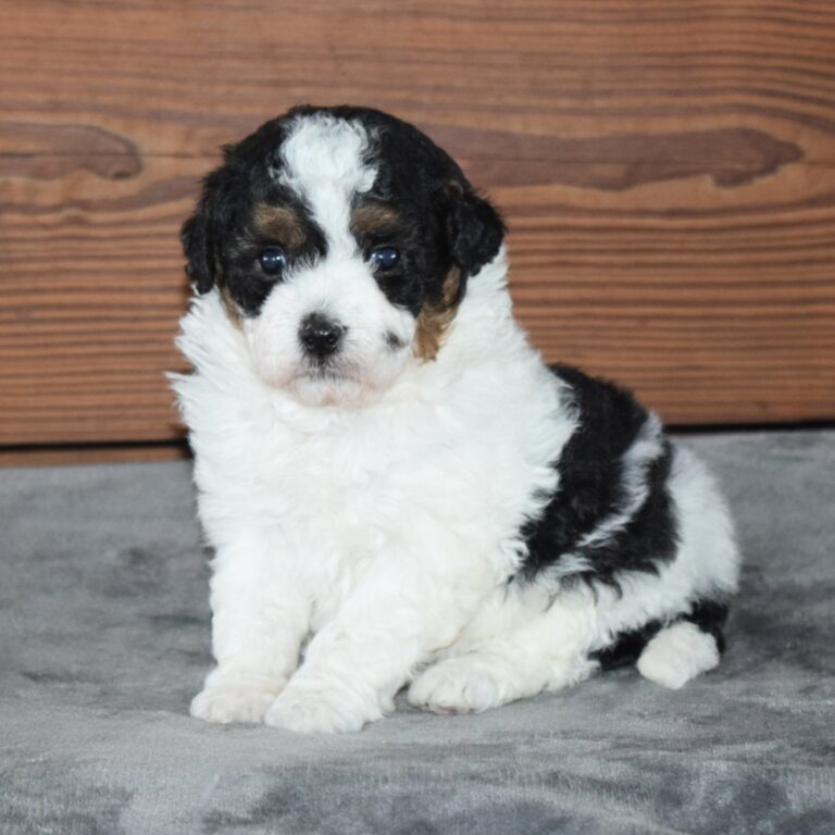 Autumn is an F1b Tiny Bernedoodle Black Tri-color female puppy. Non-shedding Micro-Mini Bernedoodle puppy