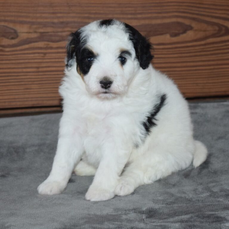 Tiny Bernedoodle Black & white Tri-color female puppy. Non-shedding Micro-Mini Bernedoodle puppy